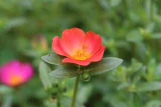 Portulaca flower