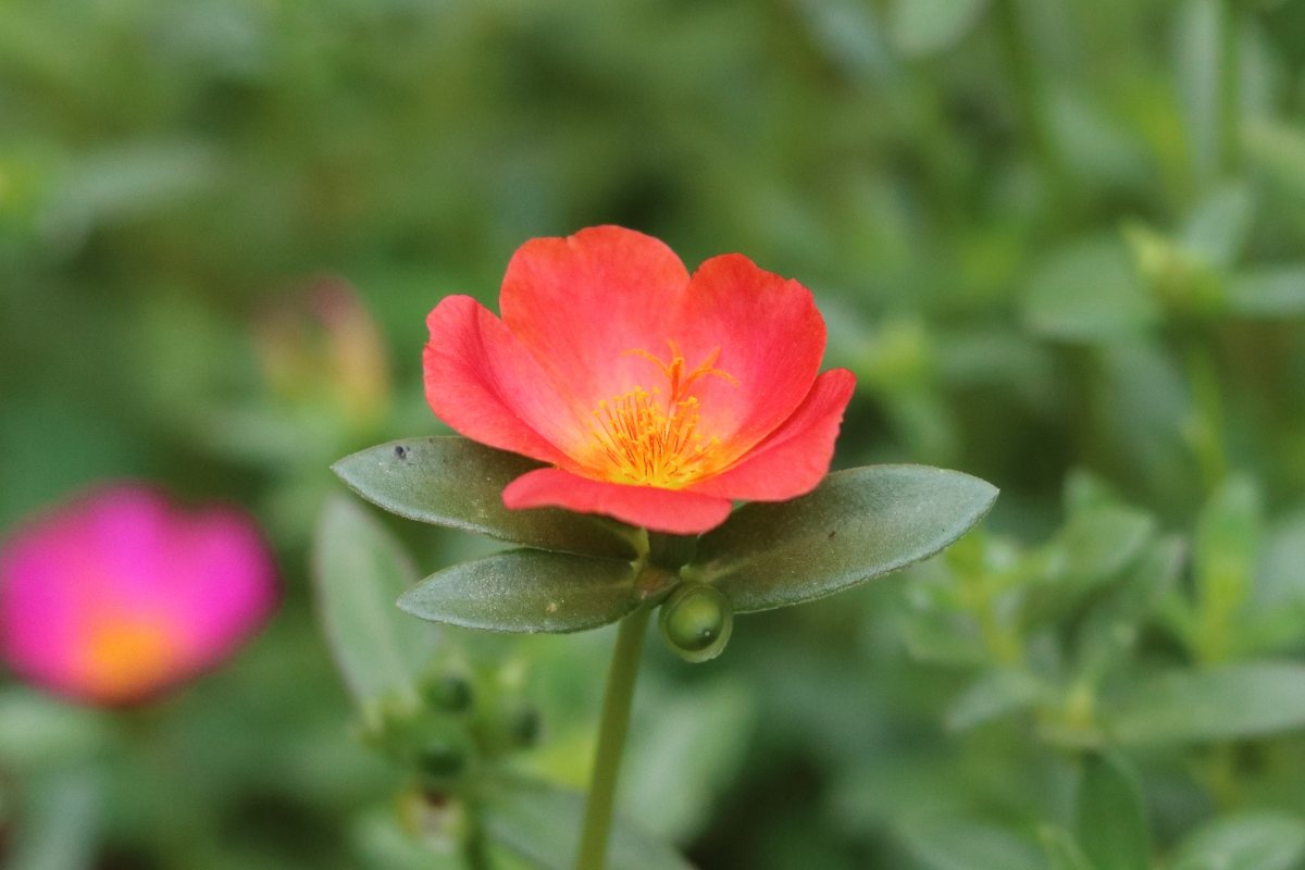 Portulaca flower