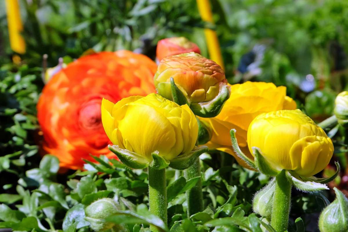 Cluster of orange and yellow ranunculus flowers