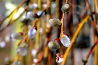 Kilmarnock salix caprea willow