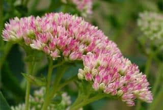 Stonecrop sedum spectabile