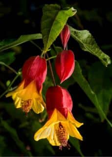 Three abutilon flowers and leaves on black background, with yellow petals and red cuppolas.