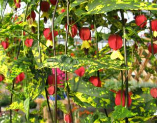 Large abutilon bush
