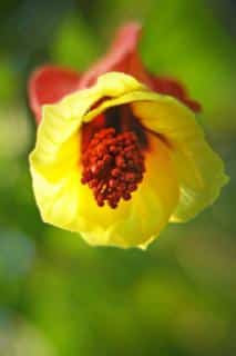 Abutilon flower