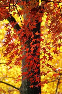 Acer palmatum