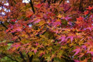 Acer palmatum fall