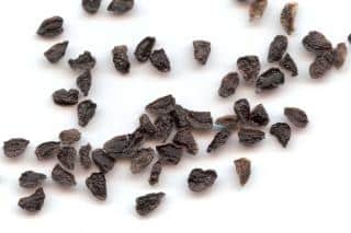 Aconite seeds
