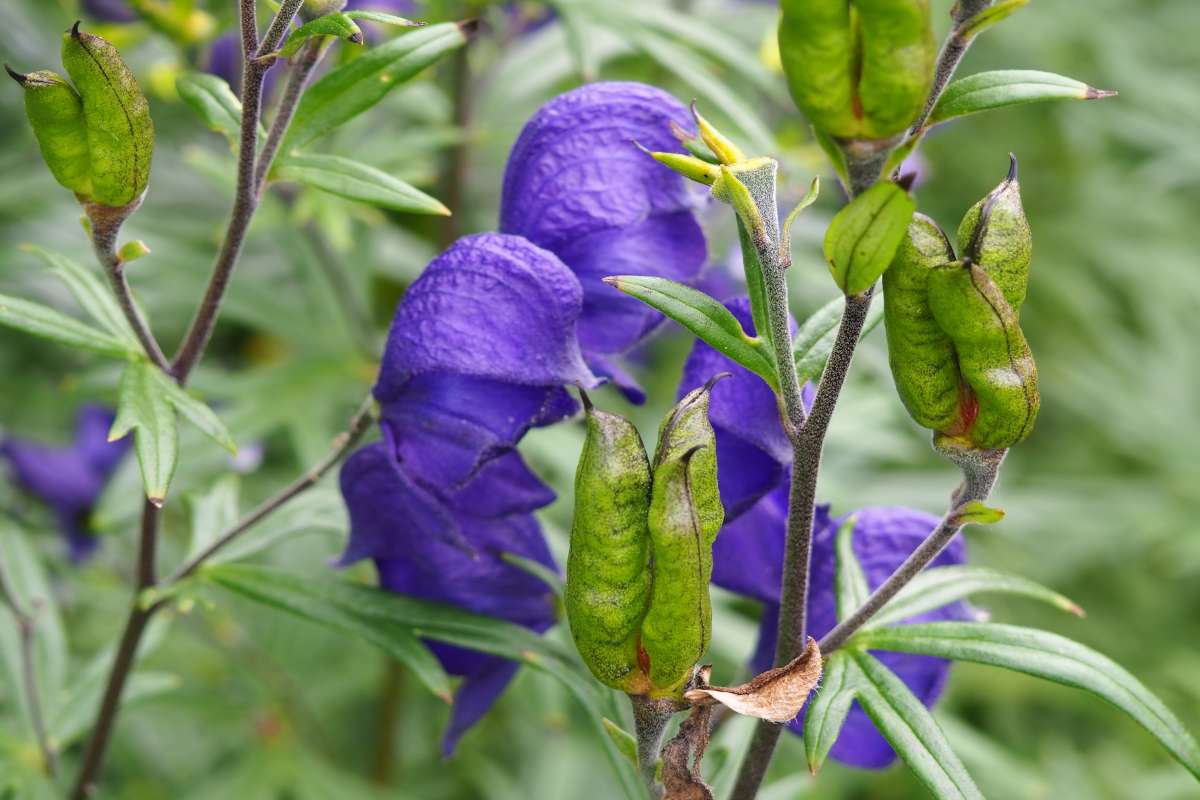 Aconite flower