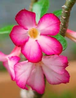 Two adenium flowers on a stem