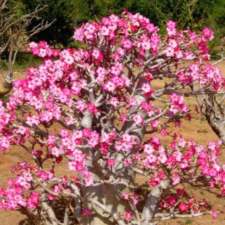 Well-cared for adenium in a hot climate, blooming