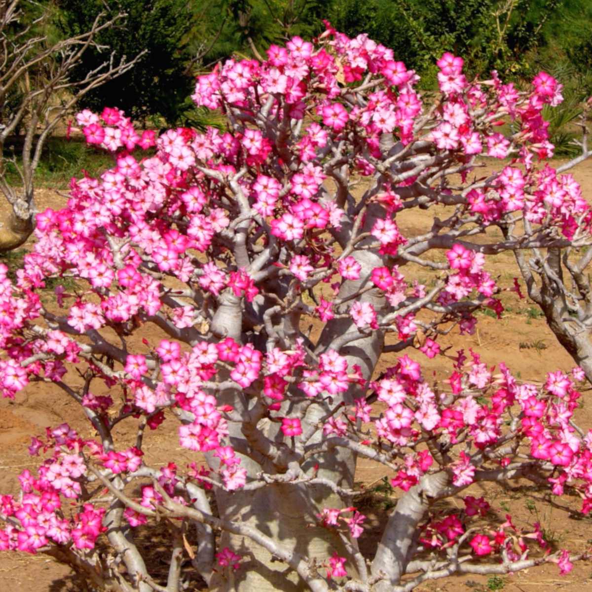 Adenium Or Desert Rose Tips On Caring For It,Tiny Homes On Wheels For Sale Under 10 000