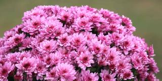 Pink chrysanthemums for tombs