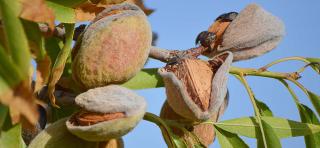 Sweet almond benefits, fruits hanging from a tree