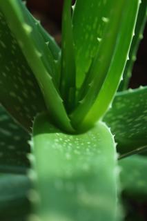 aloe vera exposure