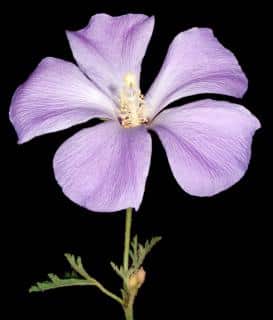 A single mature alyogyne flower against a black background.