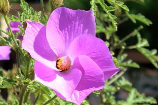 Alyogyne shrub