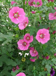 Anisodontea bush in full bloom.