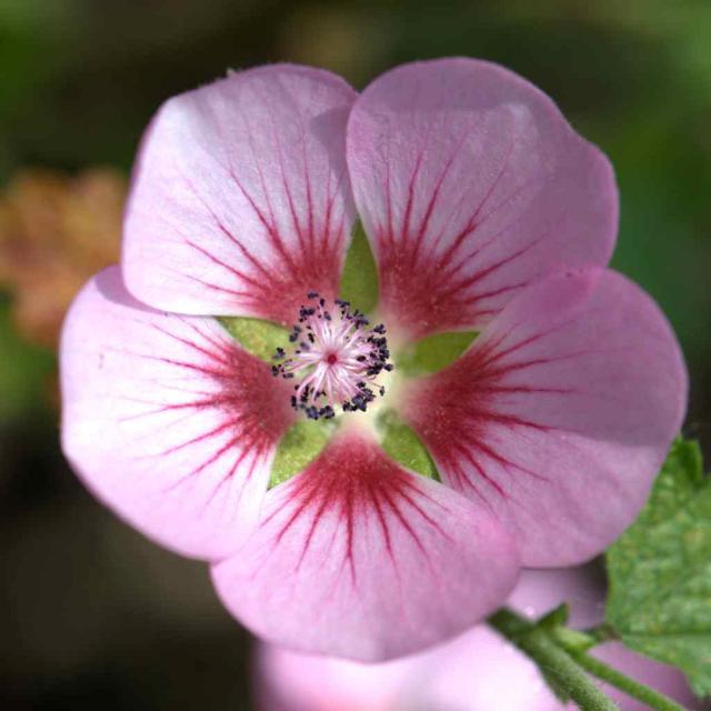 Anisodontea flower