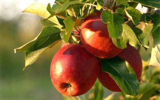 Apple tree planting