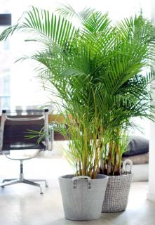 Areca planting pot