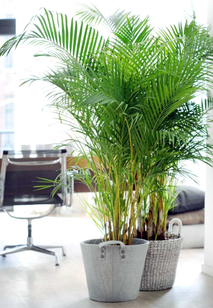 Two areca palm pots in a living room.
