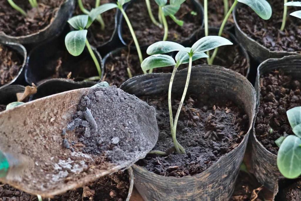 Using ashes in the garden fertilizer and slug repellent