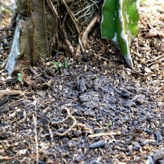 Ash will repel slugs and pests, like on this dragonfruit