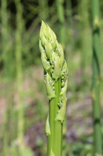 Asparagus tip with flower buds just starting to open up.