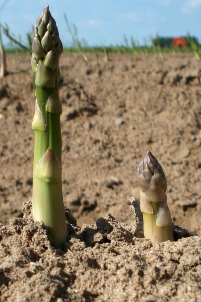 Asparagus Planting Growing Harvest Tips On How To Avoid Disease,Classic Chicken Parmesan Recipe