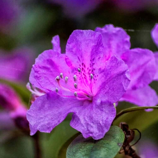 Azalea japonica varieties