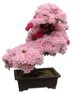 azalea japonica bonsai