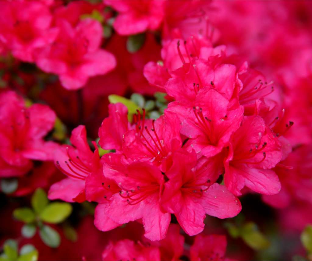 Bright pink blossoms cover an Azalea japonica with a few bright green leaves.