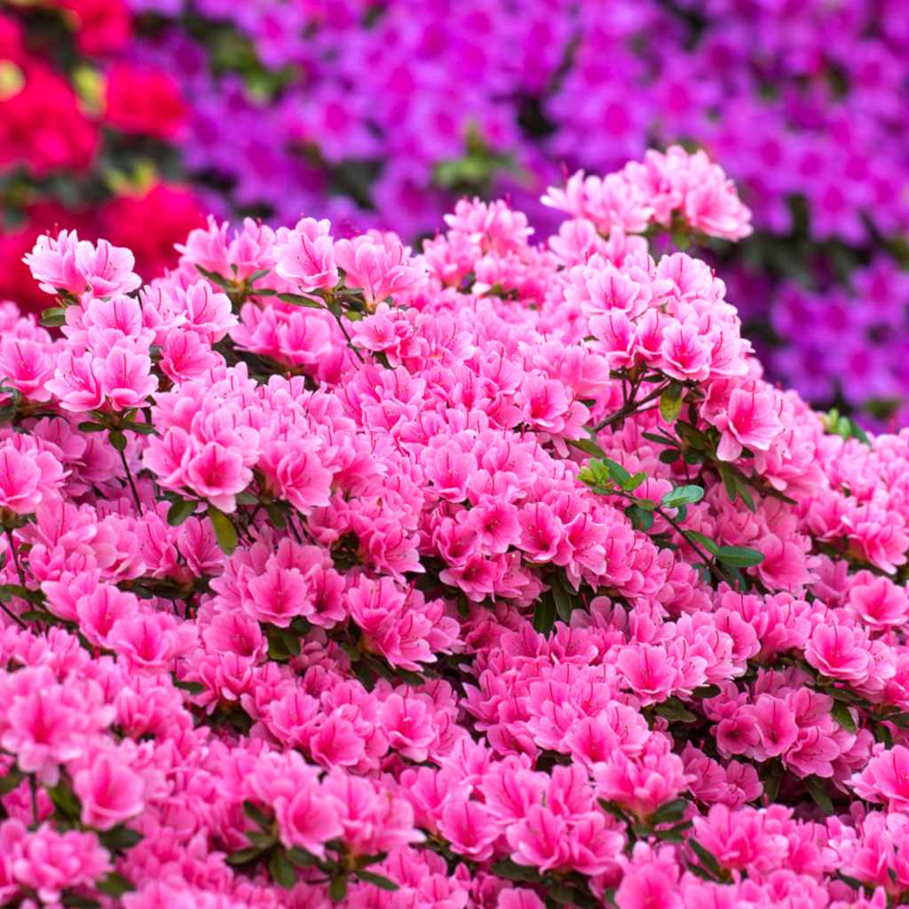 Azalea planting, advice and care for this spring bloom