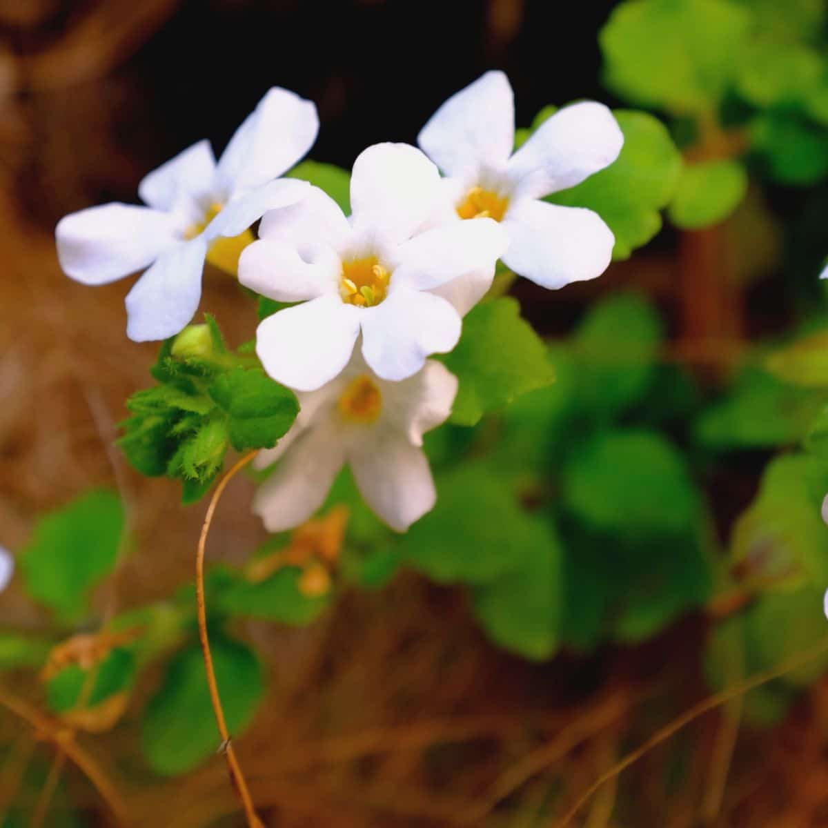 Healthy bacopa with flowers and young leaves.