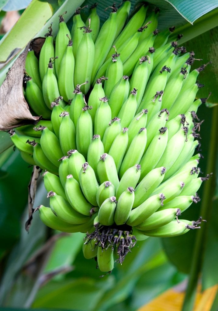 Banana tree wont produce fruit