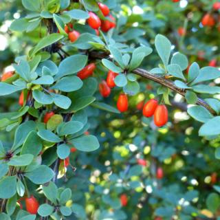 barberry planting