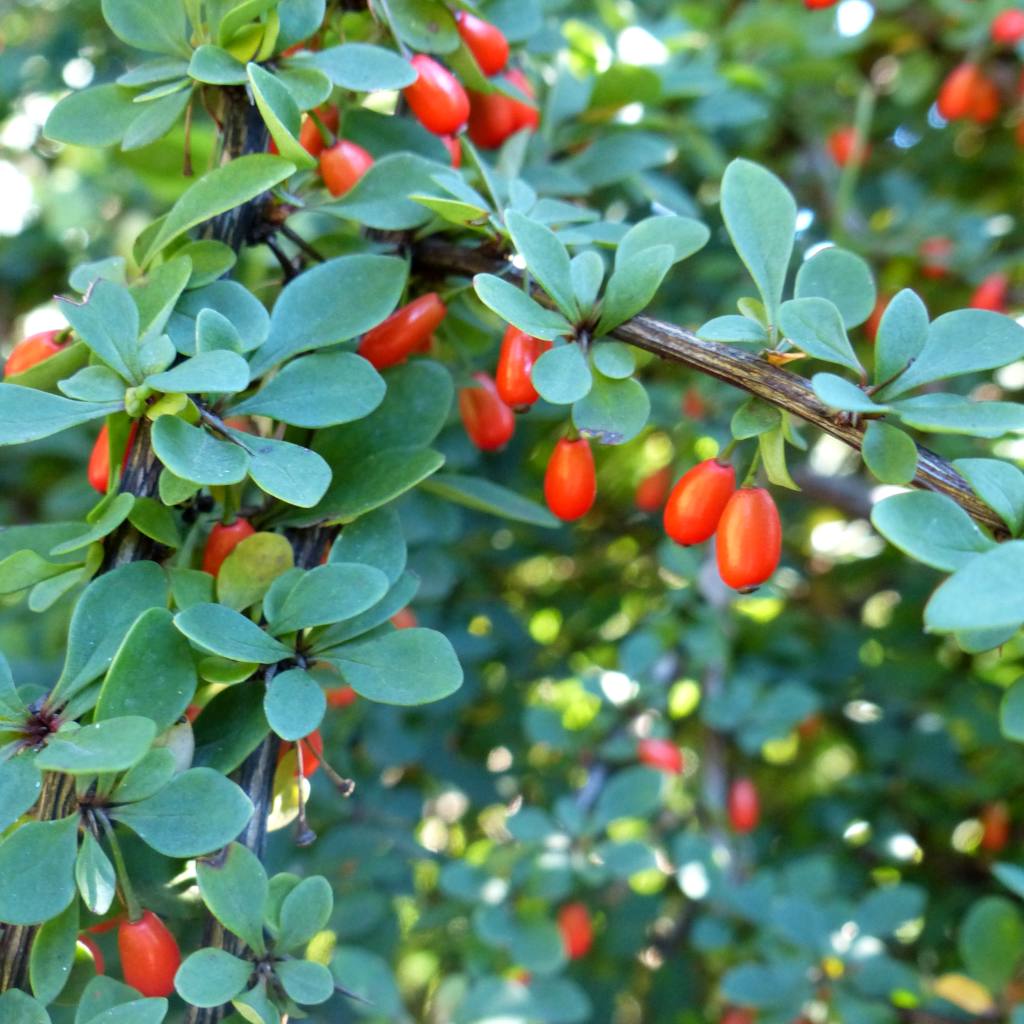 Barberry shrub with full green leaf cover and red berry fruits.