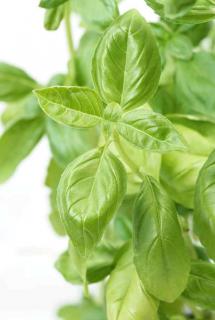 basil