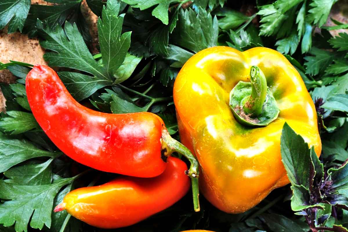 Growing bell pepper and chili