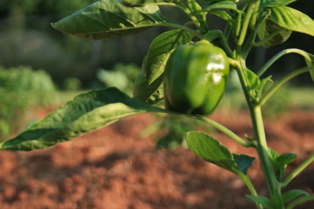 Single green bell pepper on the plant