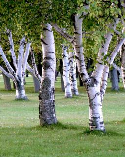 Birch tree care