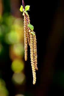 Birch flower