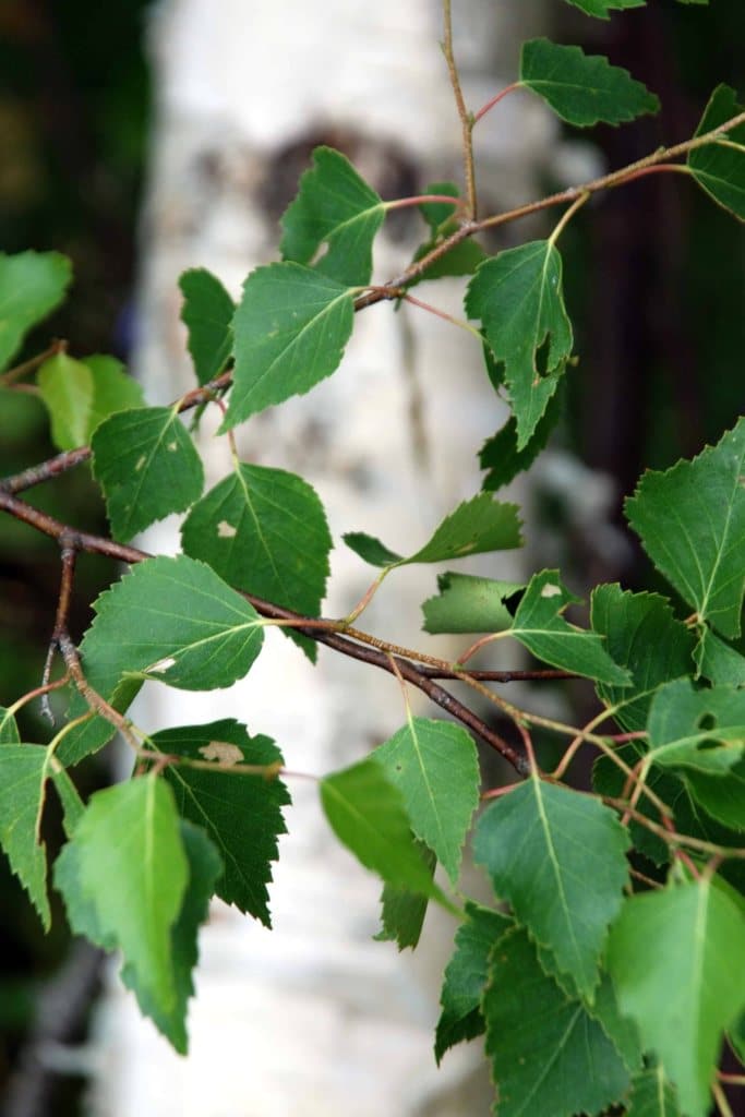 Birch tree leaves with trunk in the background.