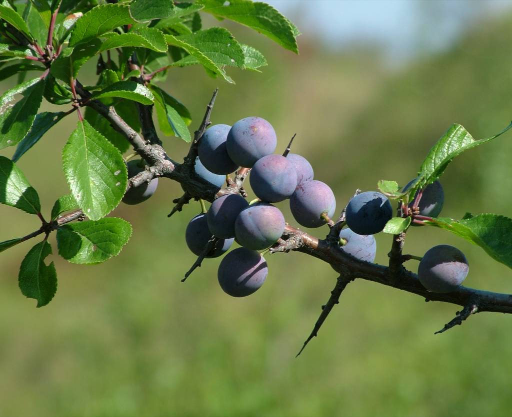 Blackthorn berries or sloes clustered on a branch.