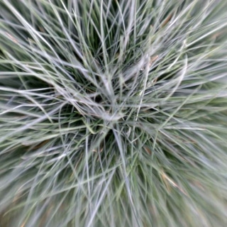 Close-up of the center of a blue fescue grass clump.