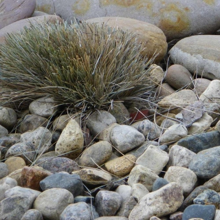 Trimmed blue fescue bunch with mineral mulch around it made from smooth river stones.