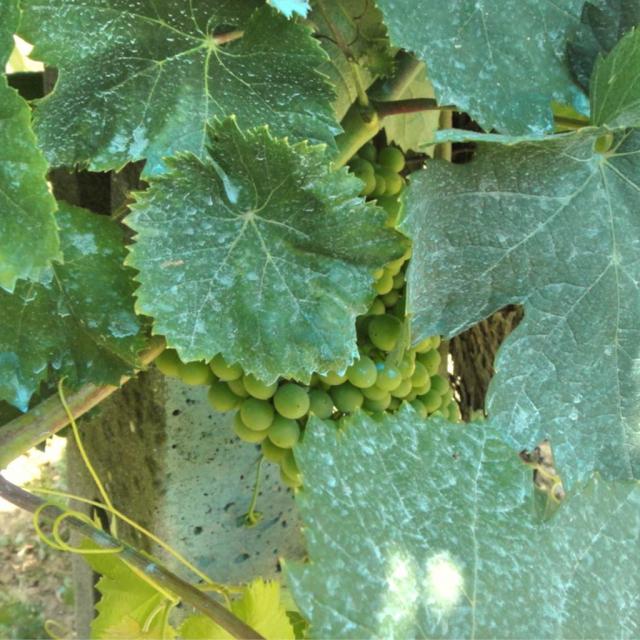 Bordeaux mixture - an effective organic treatment, but don't overdo it!