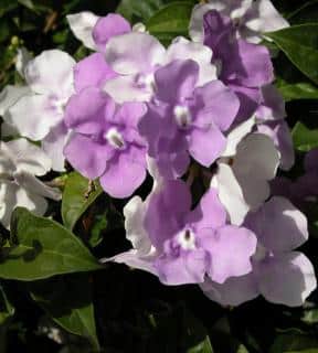 Brunfelsia flower cluster with pale violet and white flowers.
