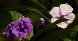 Two brunfelsia blooms, one violet and one pale purple, with green leafage.