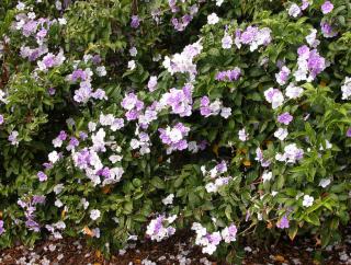Brunfelsia hedge